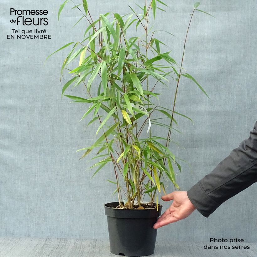 Exemplaar van Fargesia robusta Wolong - Niet-woekerende bamboe Pot van 4 l/5 l zoals geleverd in de herfst