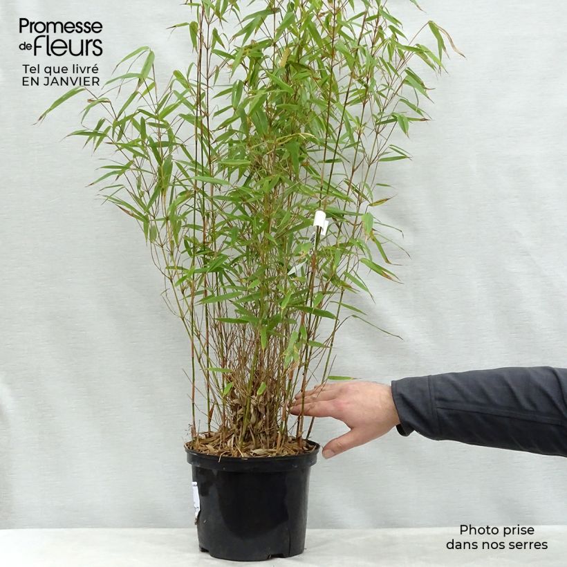 Example of Fargesia rufa - Bamboe Pot van 4 l/5 l as you get in hiver
