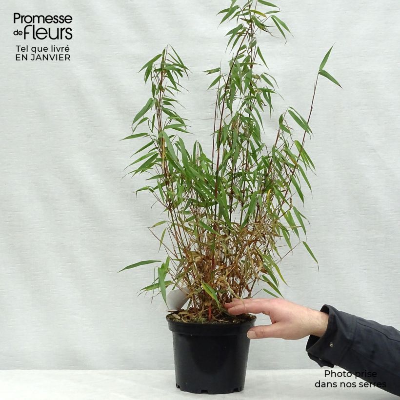 Example of Fargesia scabrida Asian Wonder - Bambou non traçant Pot van 4 l/5 l as you get in hiver