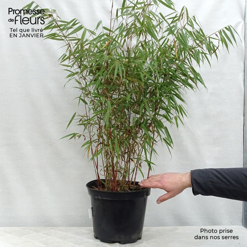 Example of Fargesia scabrida Asian Wonder - Bambou non traçant Pot van 6 l/7 l as you get in hiver