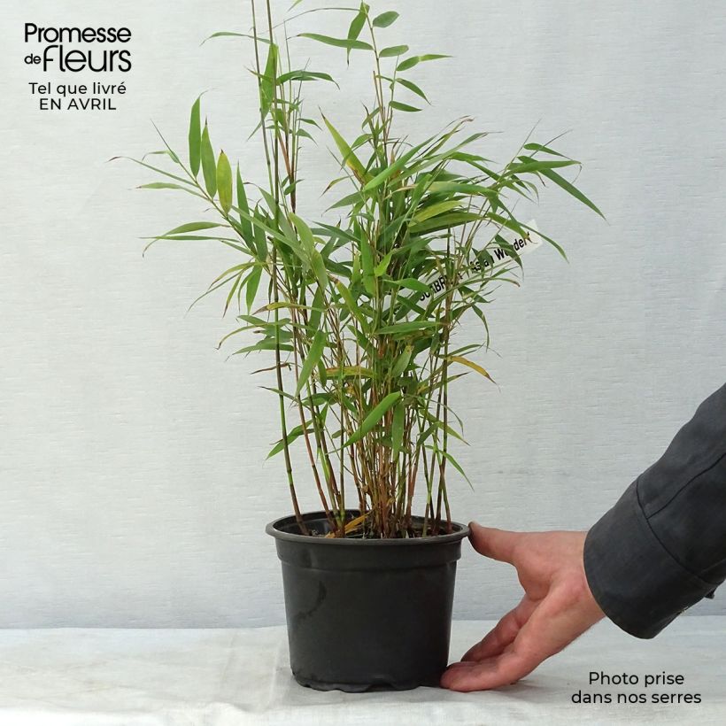 Exemplaar van Fargesia scabrida Asian Wonder - Bamboe non-woekerend Pot van 2 l/3 l zoals geleverd in de lente