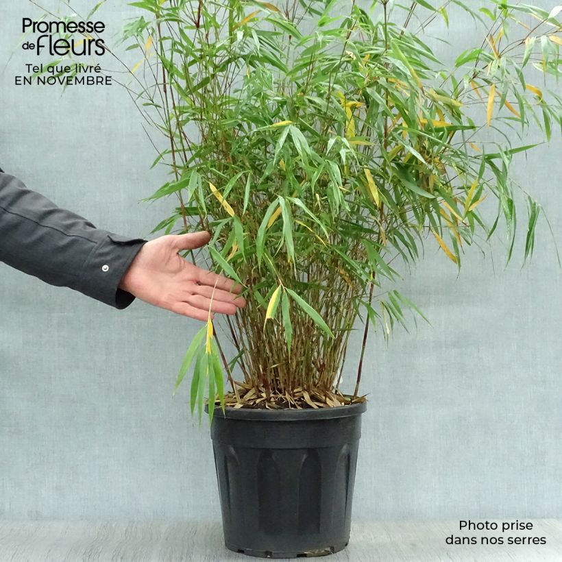 Exemplaar van Fargesia scabrida Asian Wonder - Bamboe non-woekerend Pot van 6 l/7 l zoals geleverd in de herfst