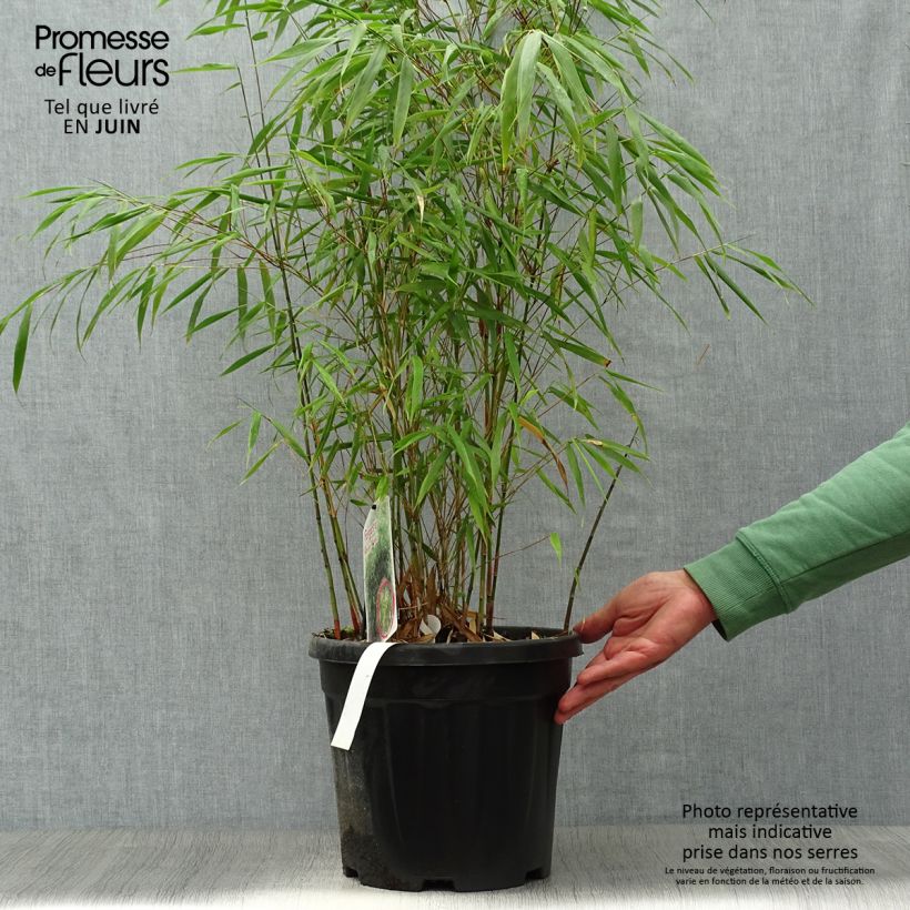 Exemplaar van Fargesia scabrida Asian Wonder - Bamboe non-woekerend Pot van 6 l/7 l zoals geleverd in de zomer