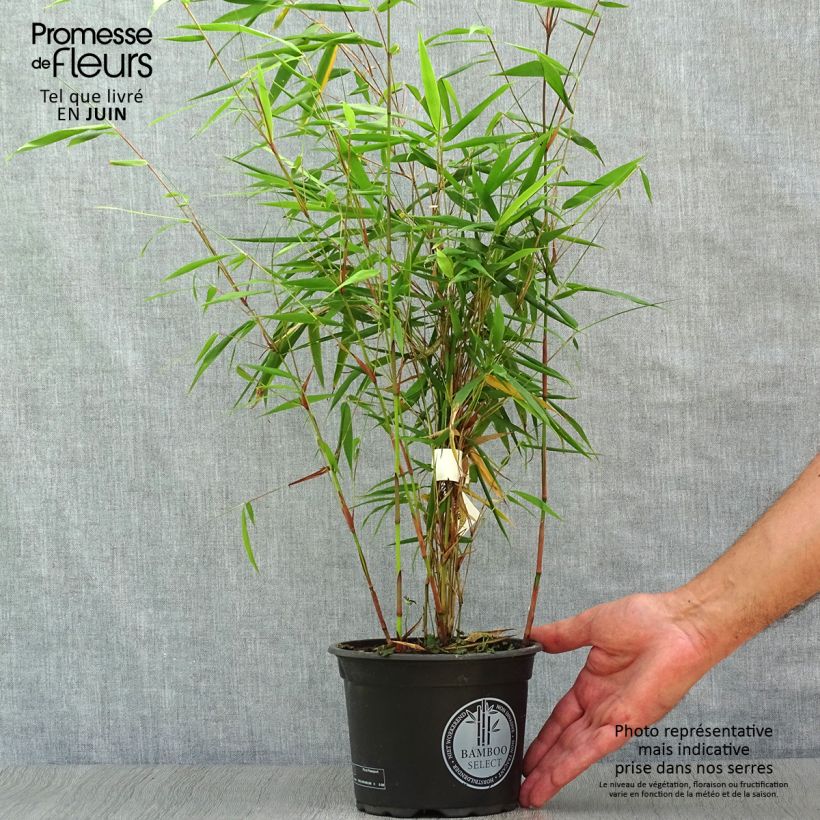 Exemplaar van Fargesia scabrida Asian Wonder - Bamboe non-woekerend Pot van 2 l/3 l zoals geleverd in de zomer