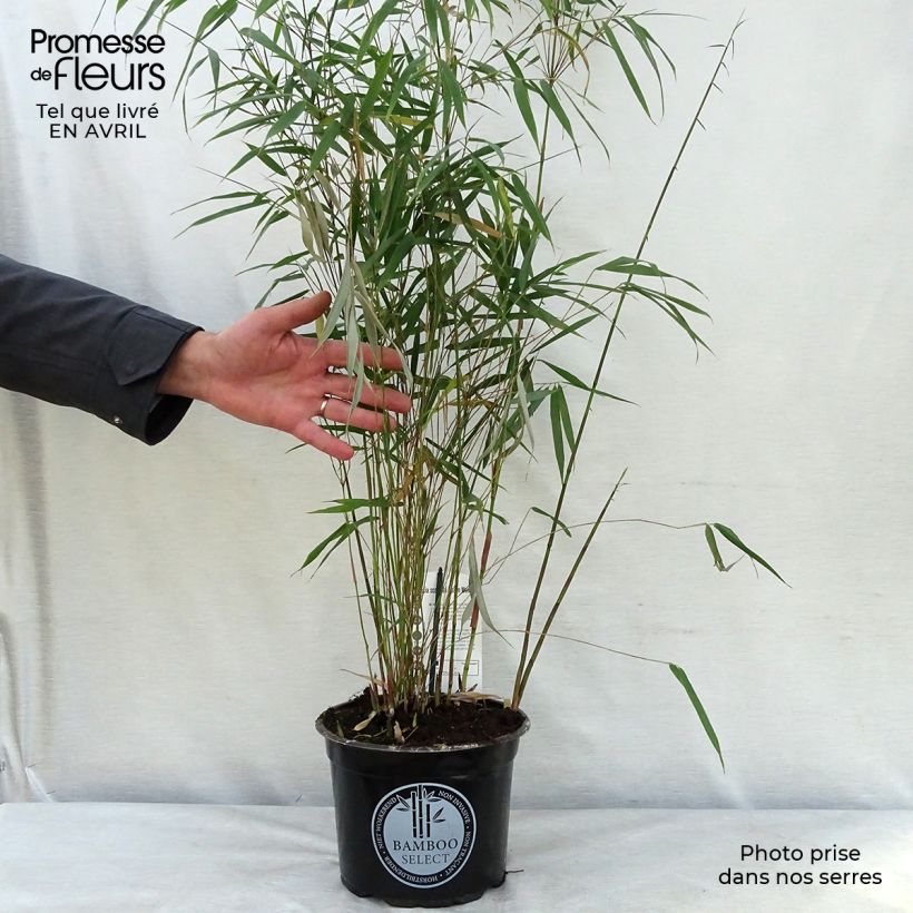 Exemplaar van Fargesia scabrida Asian Wonder - Bamboe non-woekerend Pot van 4 l/5 l zoals geleverd in de lente