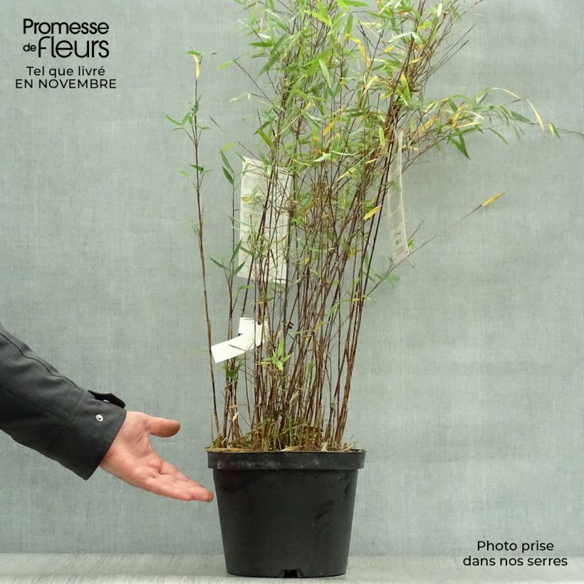Exemplaar van Fargesia nitida Jiu - Niet-woekerende bamboe Pot van 7,5 l/10 l zoals geleverd in de herfst