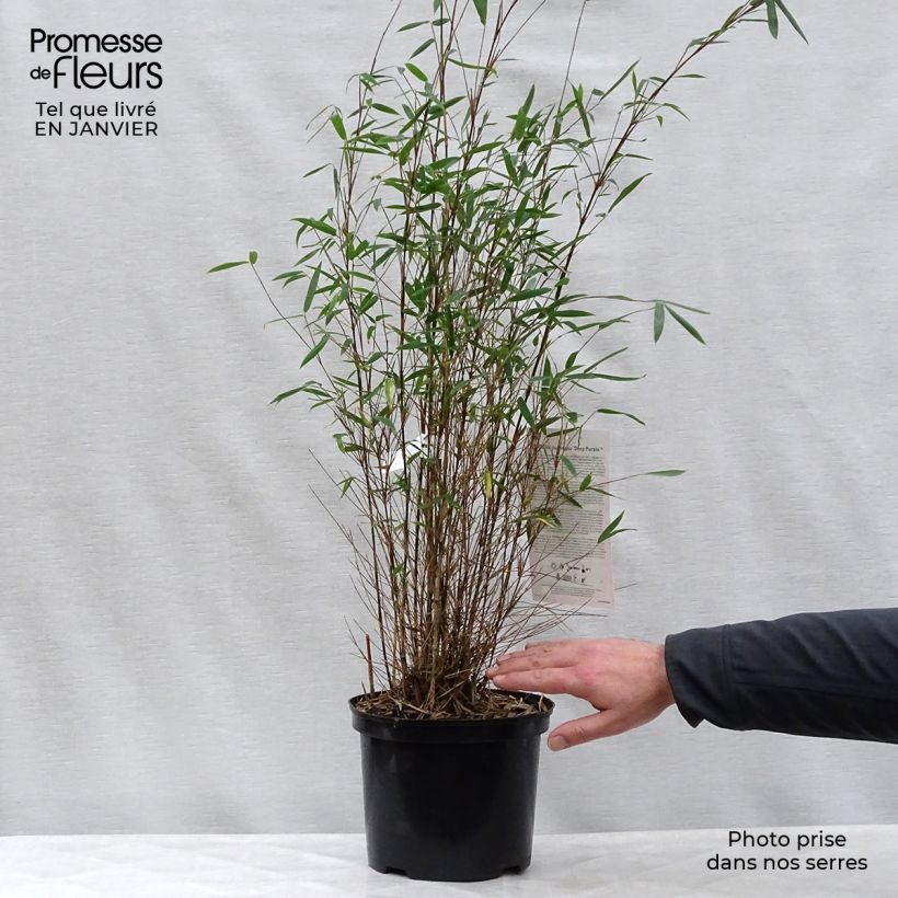Example of Fargesia sp Jiuzhaigou Deep Purple - Bambou non traçant. Pot van 4 l/5 l as you get in hiver
