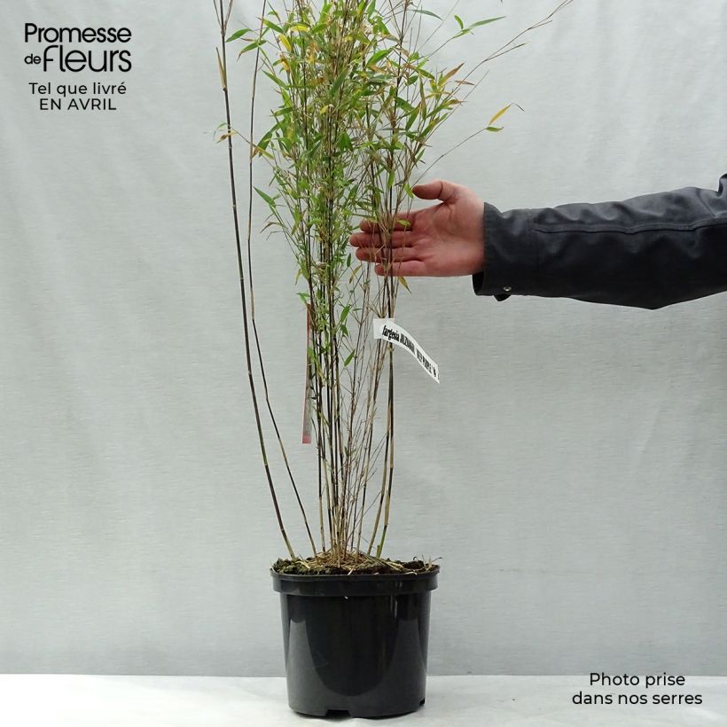 Exemplaar van Fargesia Jiuzhaigou Deep Purple - Rode bamboe Pot van 4 l/5 l zoals geleverd in de lente