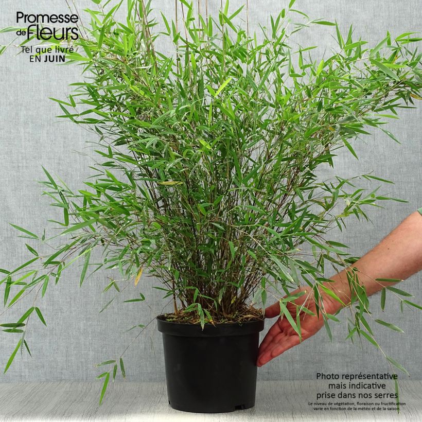 Exemplaar van Fargesia Jiuzhaigou Deep Purple - Rode bamboe Pot van 4 l/5 l zoals geleverd in de zomer