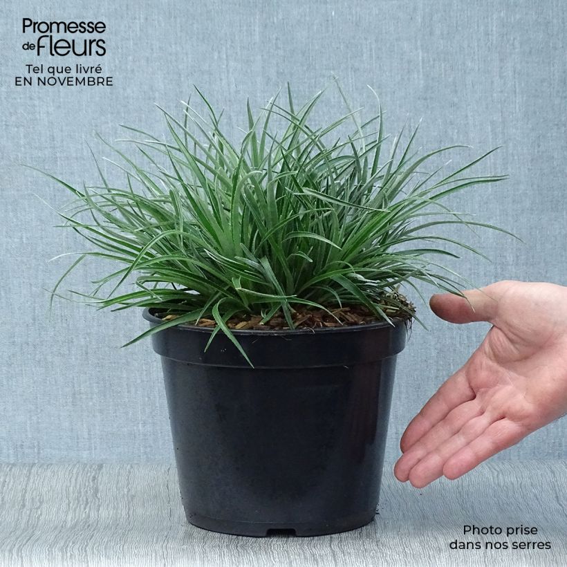 Exemplaar van Fascicularia bicolor - Tuinbromelia Pot van 2 l/3 l zoals geleverd in de herfst