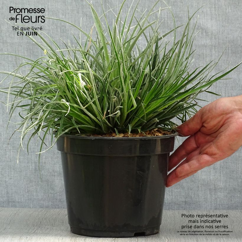 Exemplaar van Fascicularia bicolor 3L/4L Pot de 2L/3L zoals geleverd in de zomer