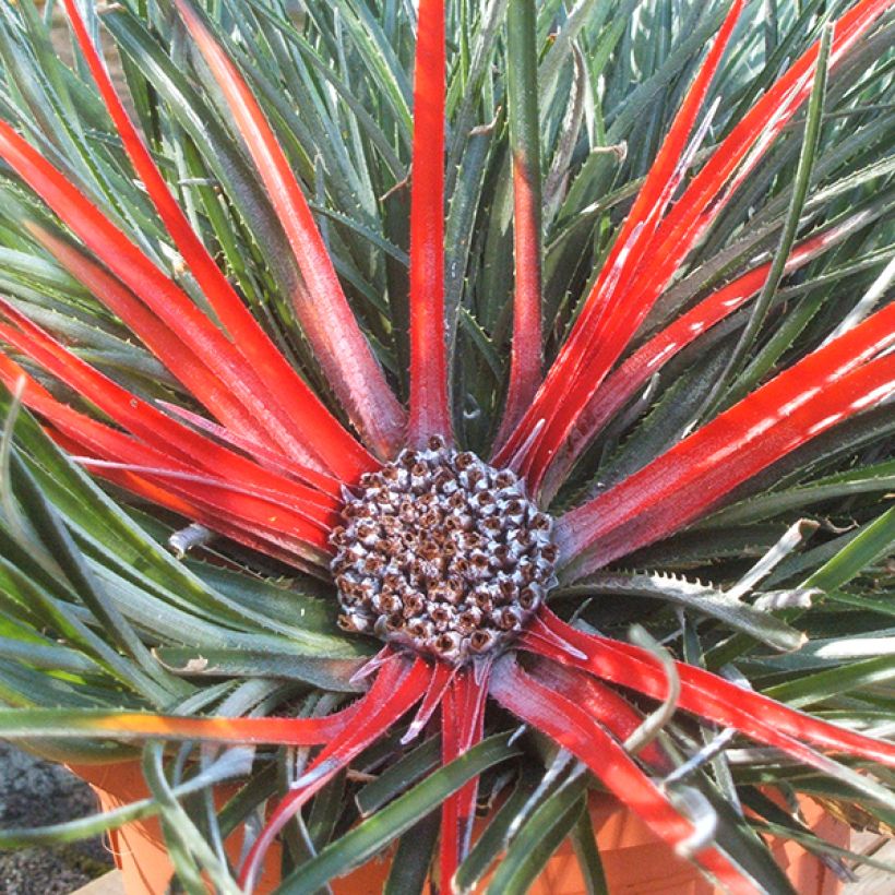 Fascicularia bicolor - Tuinbromelia (Flowering)