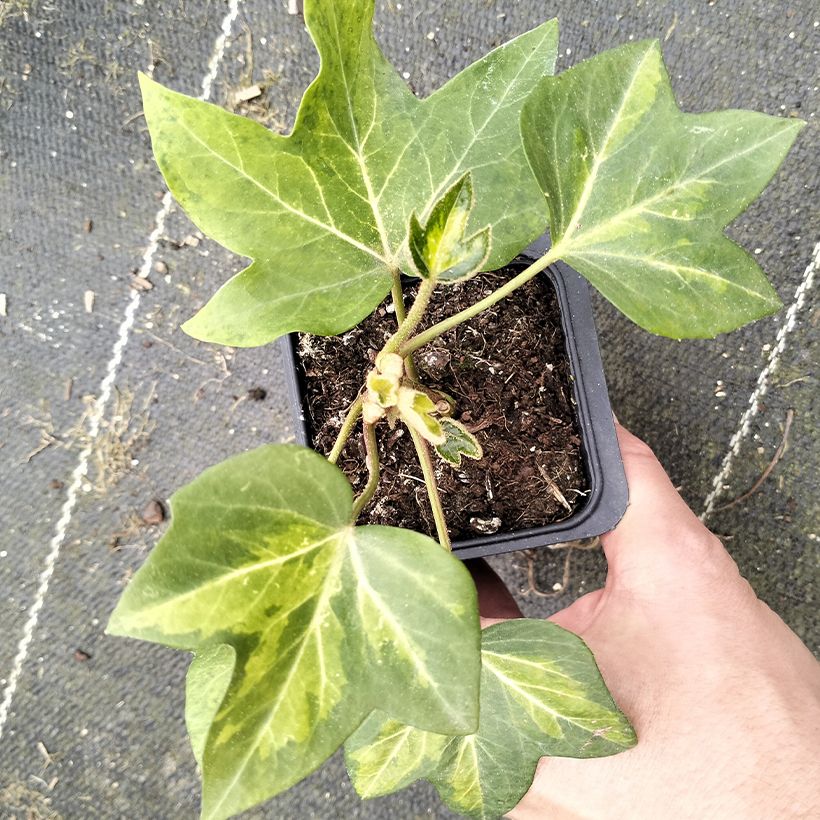 Fatshedera lizei Annemieke - Lierre arborescent bont (Foliage)