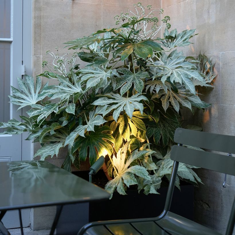 Fatsia japonica Spiders Web - Vingerplant (Plant habit)