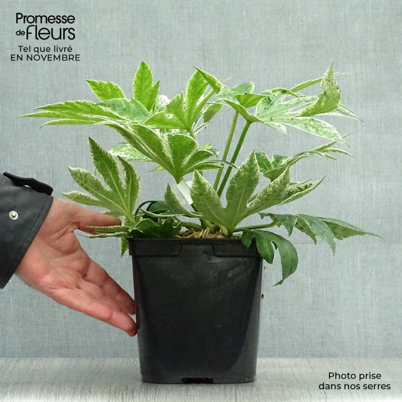 Exemplaar van Fatsia japonica Spiders Web - Vingerplant Pot van 2 l/3 l zoals geleverd in de herfst