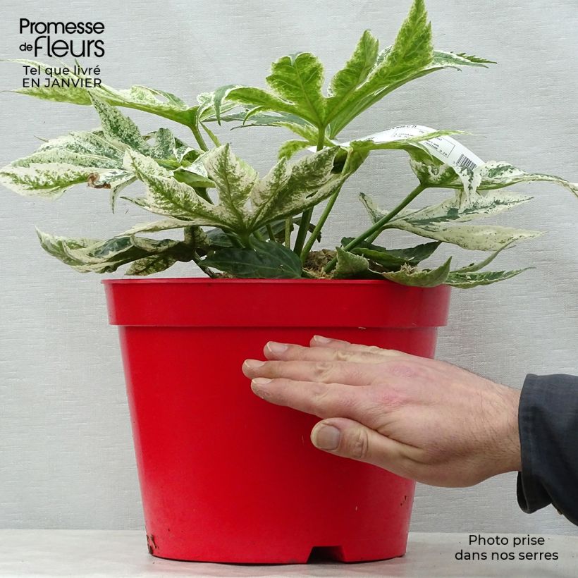 Example of Fatsia japonica Spider's Web - Faux-aralia panaché Pot van 6 l/7 l as you get in hiver