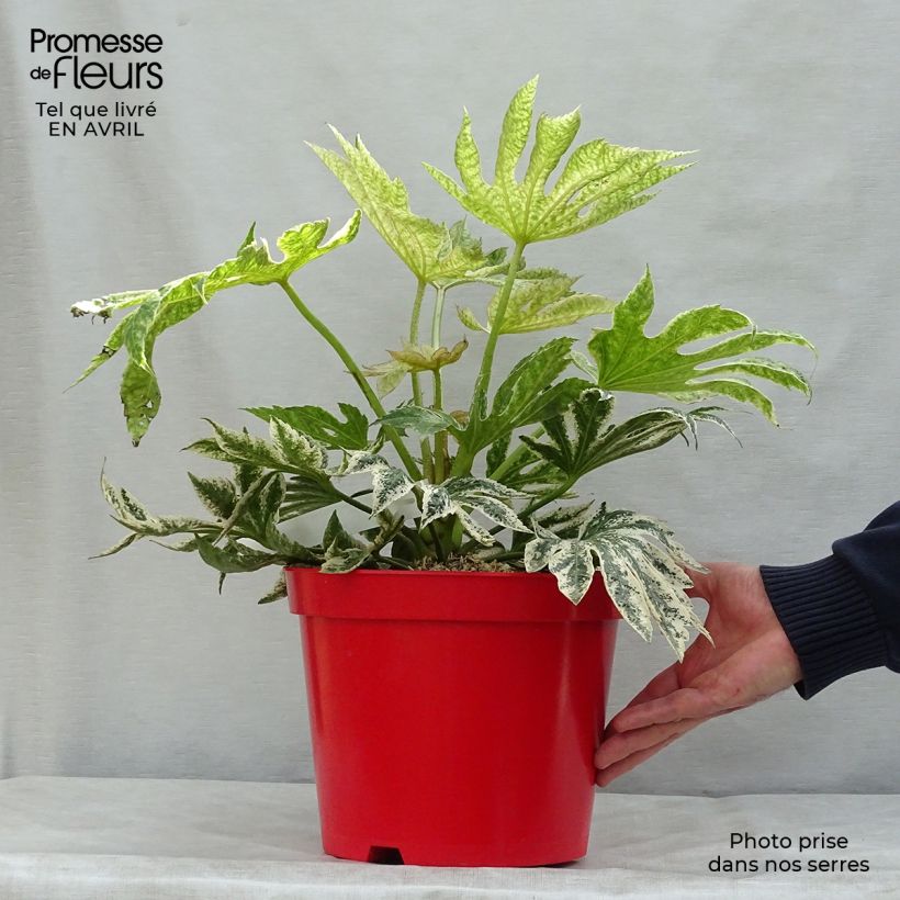 Exemplaar van Fatsia japonica Spiders Web - Vingerplant Pot van 6 l/7 l zoals geleverd in de lente