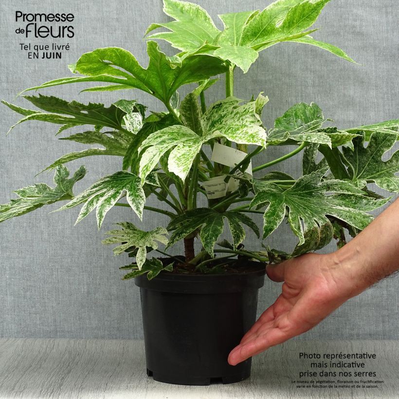 Exemplaar van Fatsia japonica Spiders Web - Vingerplant Pot van 2 l/3 l zoals geleverd in de zomer