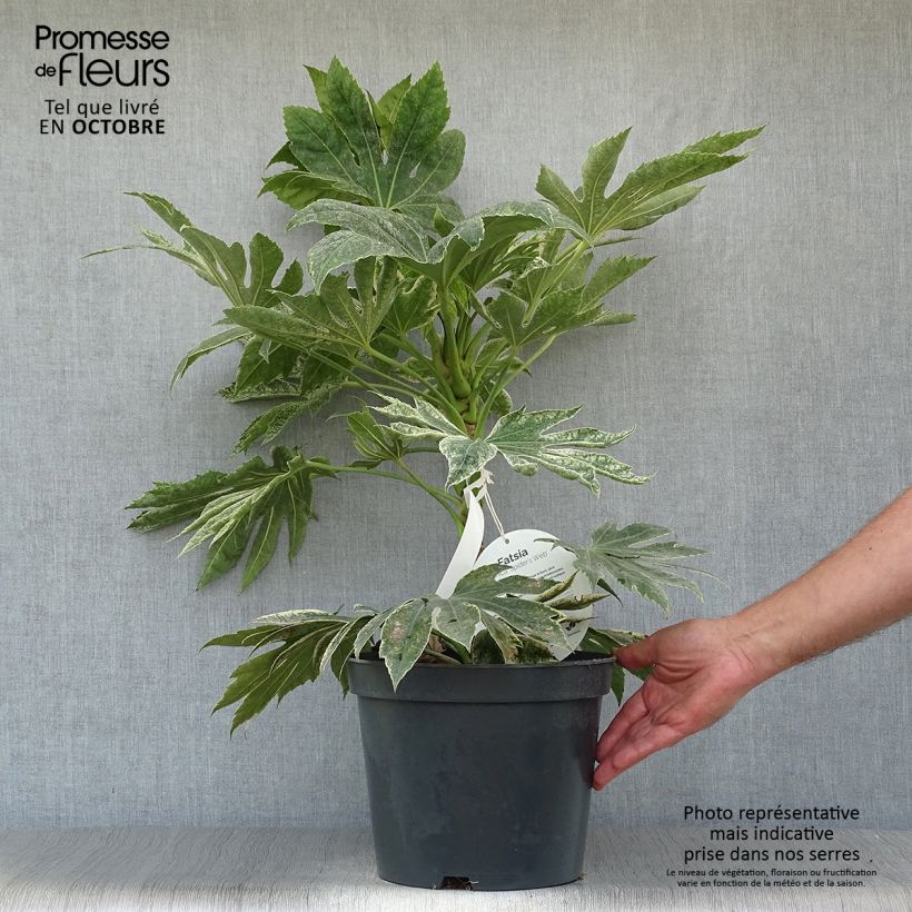 Exemplaar van Fatsia japonica Spiders Web - Vingerplant Pot van 6 l/7 l zoals geleverd in de herfst