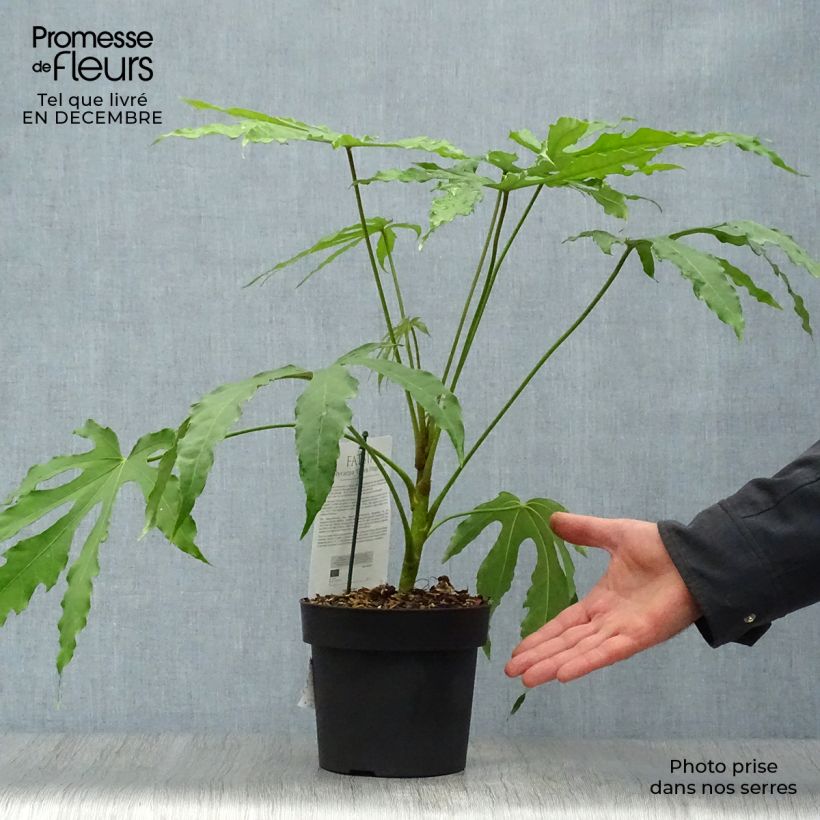 Example of Fatsia polycarpa Green Fingers - Fatsia de Taiwan Pot van 2 l/3 l as you get in hiver