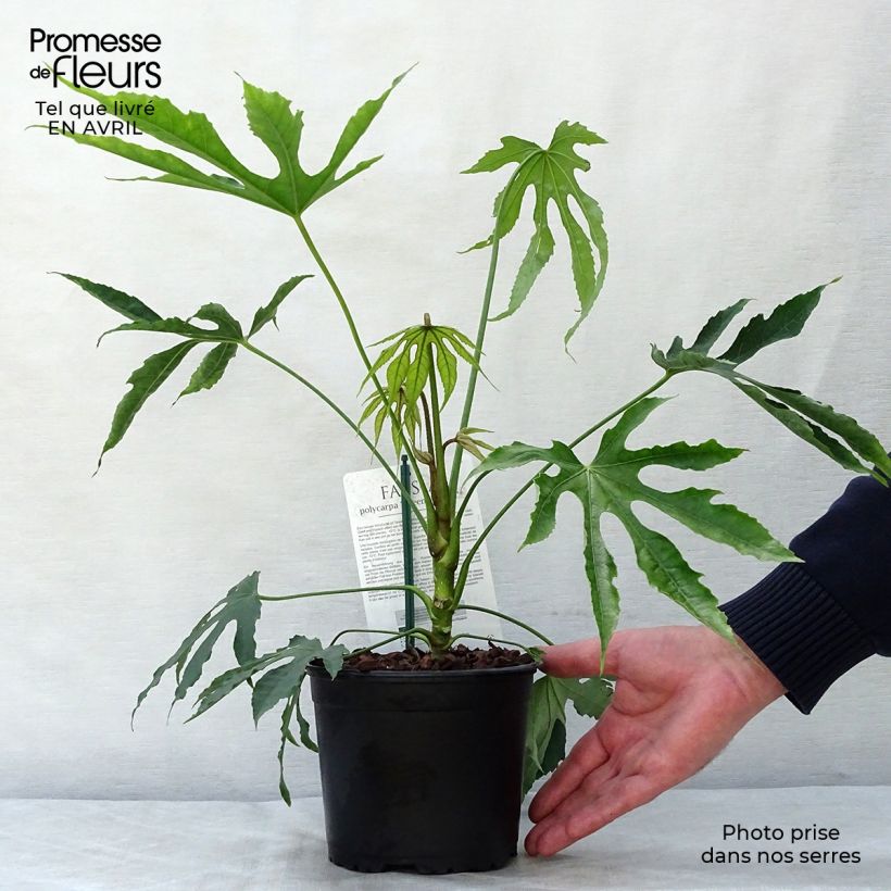 Exemplaar van Fatsia polycarpa Green Fingers - Fatsia de Taiwan Pot van 2 l/3 l zoals geleverd in de lente