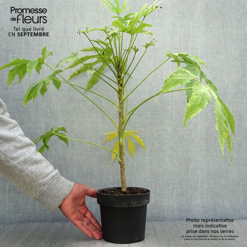 Exemplaar van Fatsia polycarpa Green Fingers - Fatsia de Taiwan Pot van 2 l/3 l zoals geleverd in de herfst