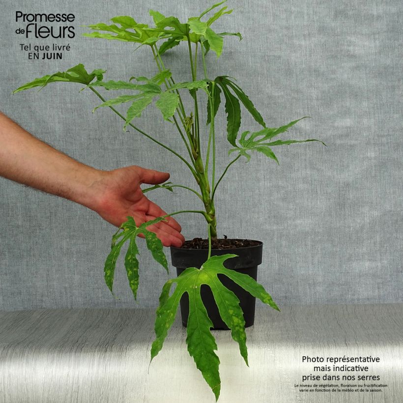 Exemplaar van Fatsia polycarpa Green Fingers - Fatsia de Taiwan Pot van 2 l/3 l zoals geleverd in de zomer