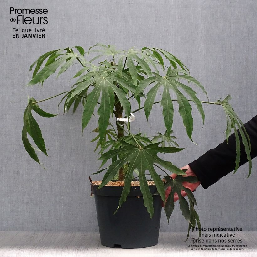 Example of Fatsia polycarpa Green Fingers - Fatsia de Taiwan Pot van 6 l/7 l as you get in hiver