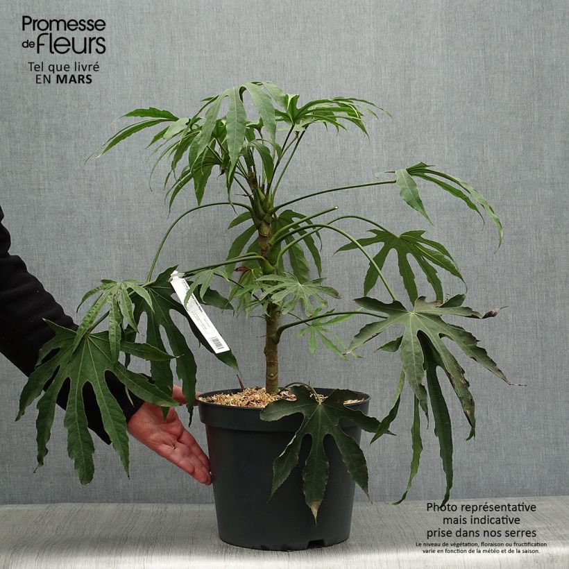 Exemplaar van Fatsia polycarpa Green Fingers - Fatsia de Taiwan Pot van 6 l/7 l zoals geleverd in de lente