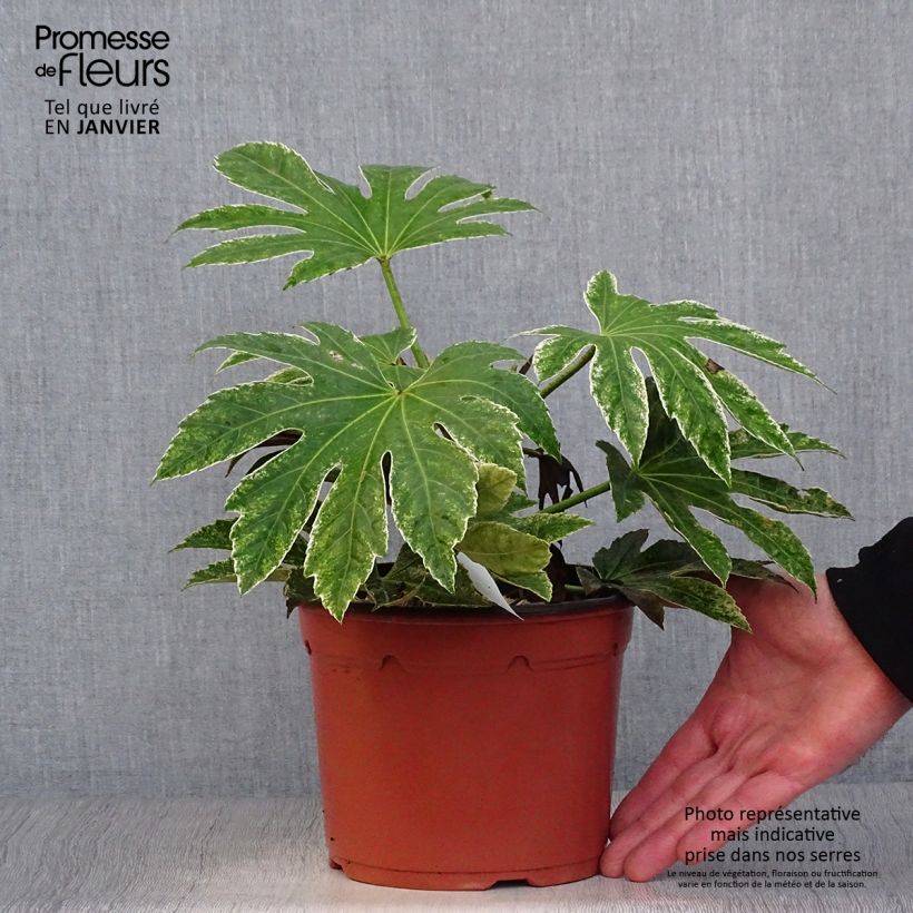 Example of Faux-aralia - Fatsia japonica Variegata Pot van 3 l/4 l as you get in hiver