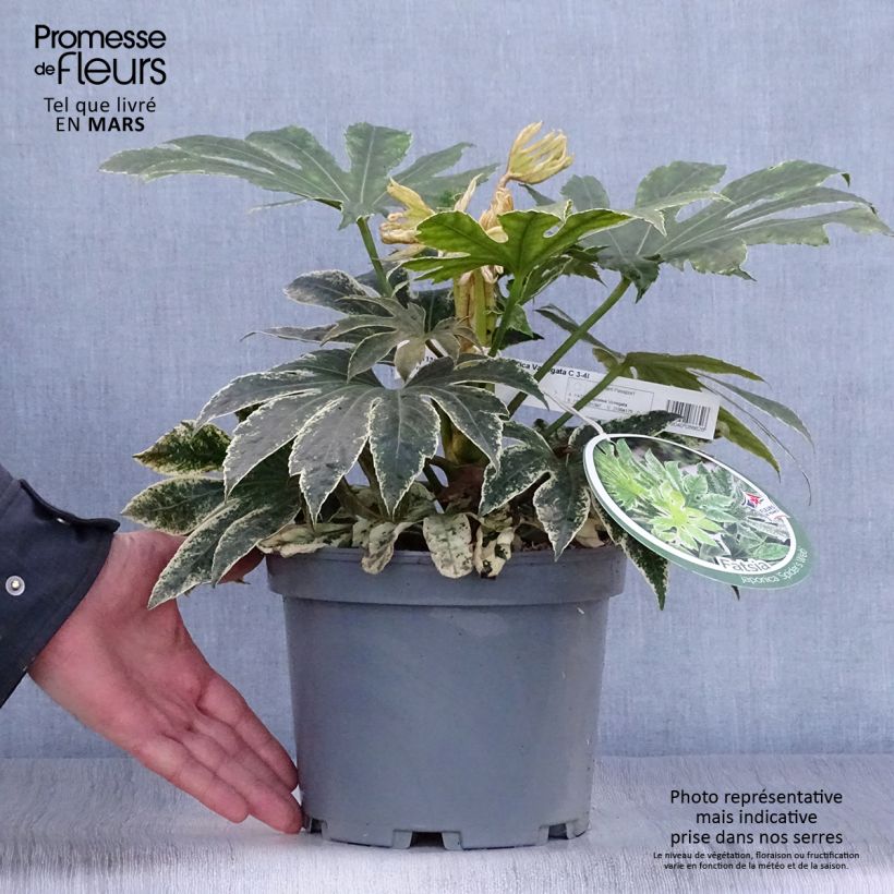 Exemplaar van Fatsia japonica Variegata - Vingerplant Pot van 3 l/4 l zoals geleverd in de lente