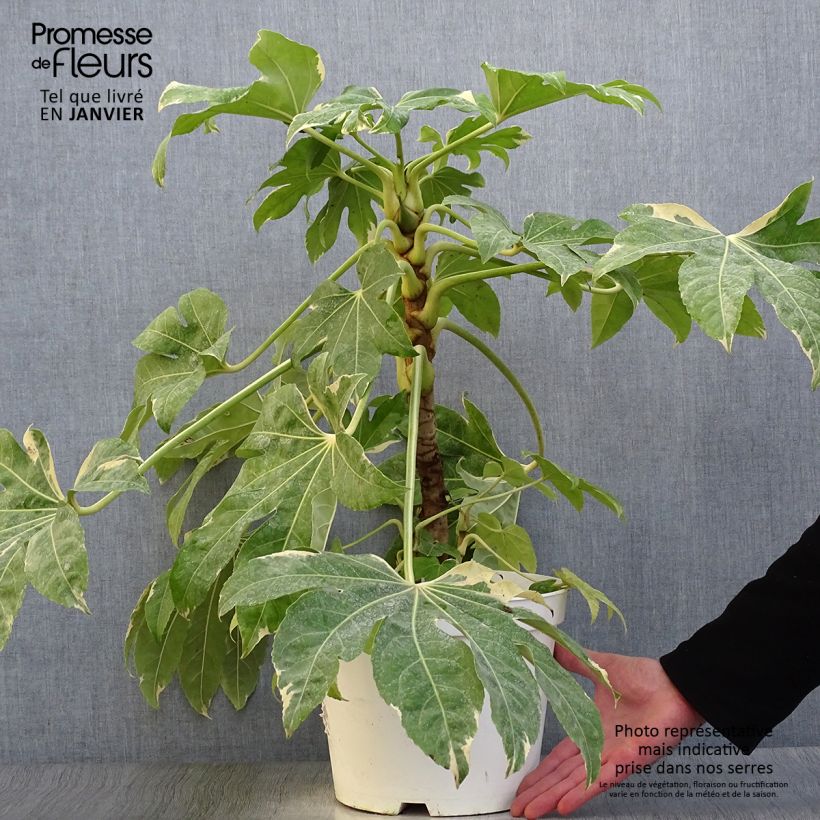 Example of Faux-aralia - Fatsia japonica Variegata Pot van 6 l/7 l as you get in hiver