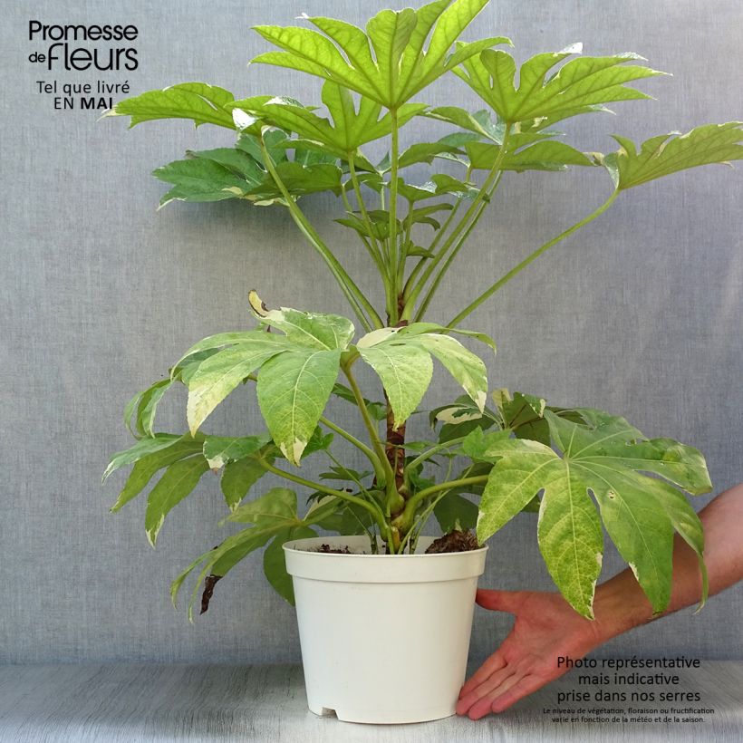 Exemplaar van Fatsia japonica Variegata - Vingerplant Pot van 6 l/7 l zoals geleverd in de lente