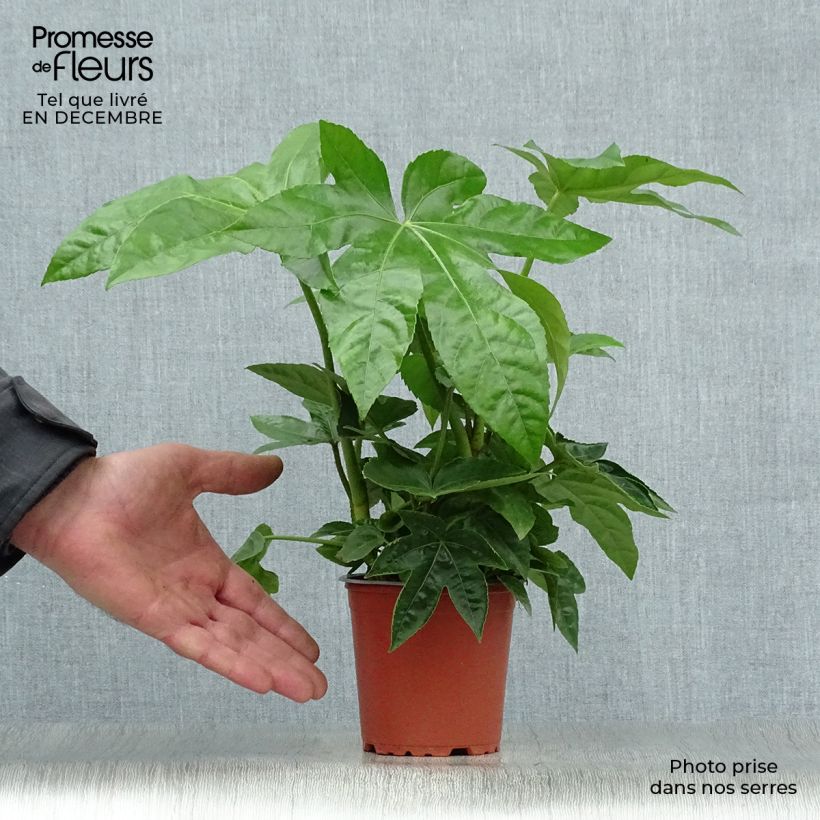 Example of Fatsia japonica - Vingerplant Kweekpotje van 8/9 cm as you get in hiver