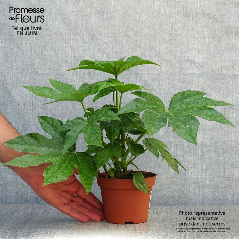 Exemplaar van Fatsia japonica - Vingerplant Kweekpotje van 8/9 cm zoals geleverd in de zomer