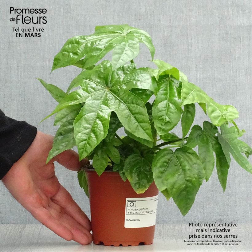 Exemplaar van Fatsia japonica - Vingerplant Kweekpotje van 8/9 cm zoals geleverd in de lente