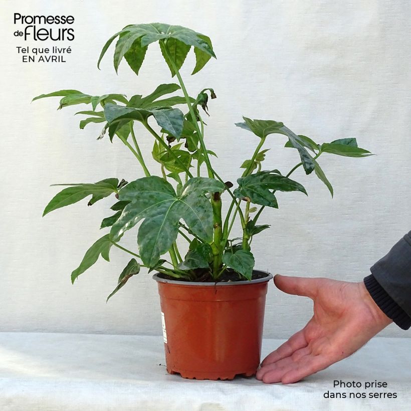Exemplaar van Fatsia japonica - Vingerplant Pot van 2 l/3 l zoals geleverd in de lente
