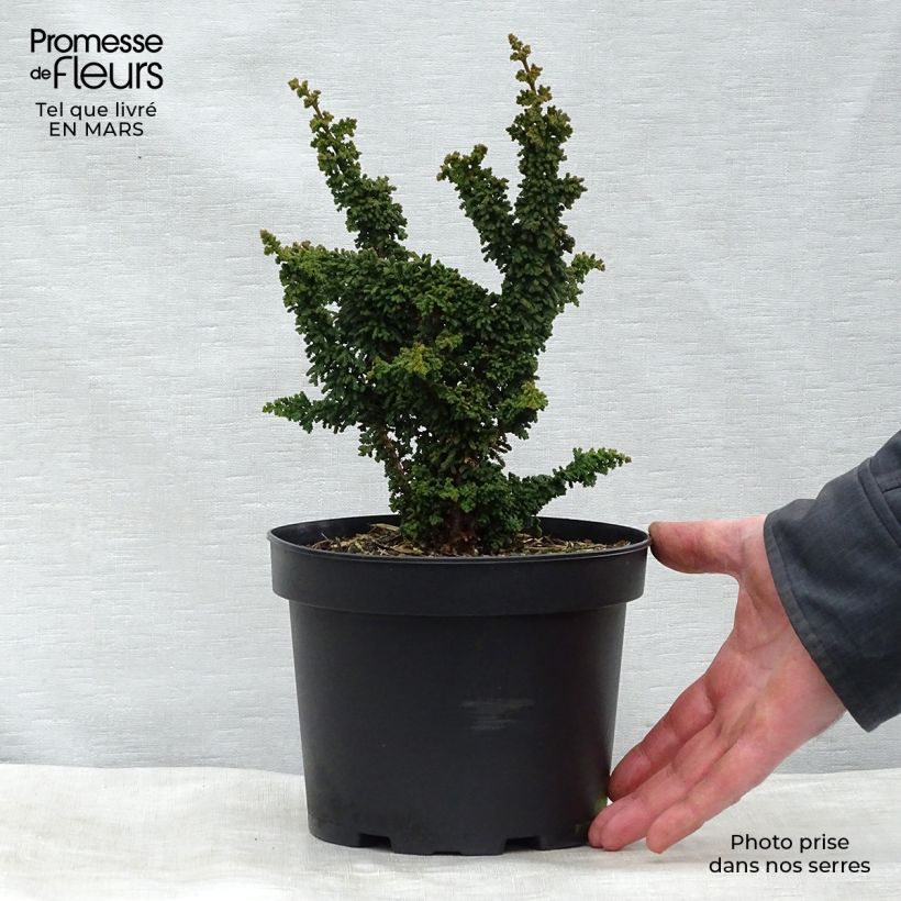 Example of Faux cyprès du Japon - Chamaecyparis obtusa Chirimen Pot van 2 l/3 l as you get in hiver