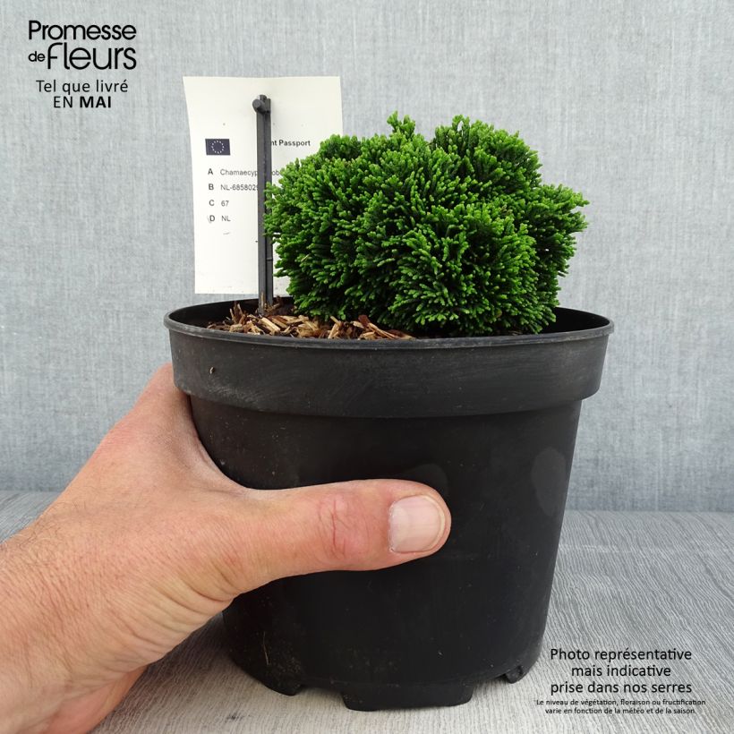 Exemplaar van Chamaecyparis obtusa Juniperoides - Hinoki cipres Pot van 2 l/3 l zoals geleverd in de lente