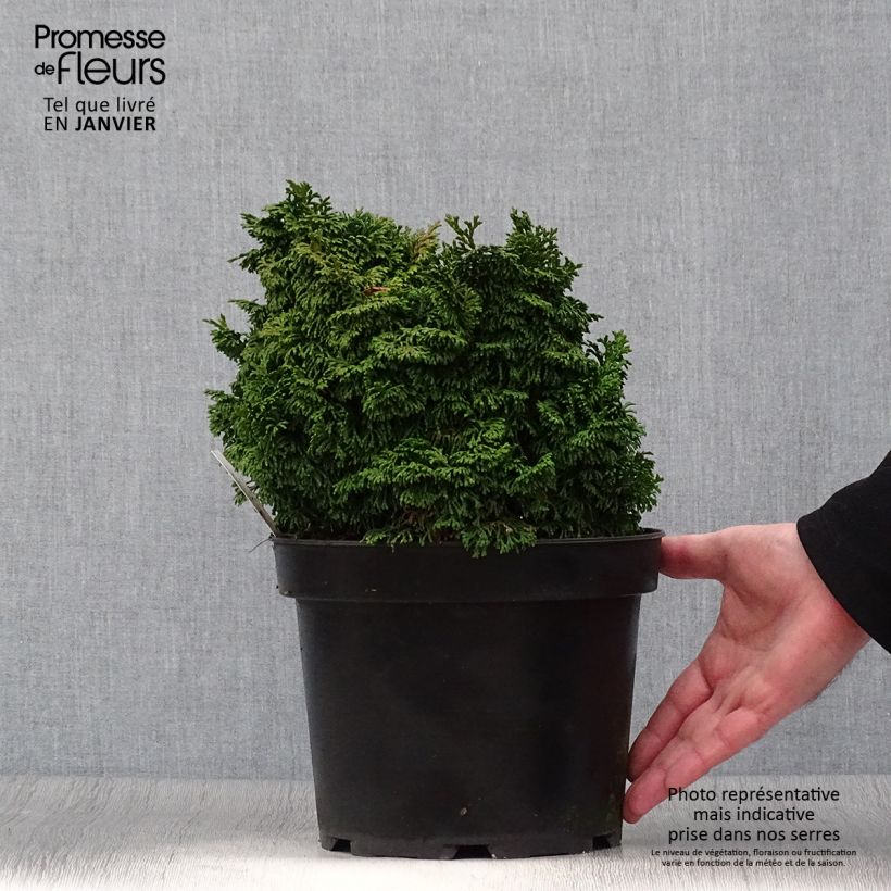 Example of Faux cyprès du Japon - Chamaecyparis obtusa Kosteri Pot van 4 l/5 l as you get in hiver