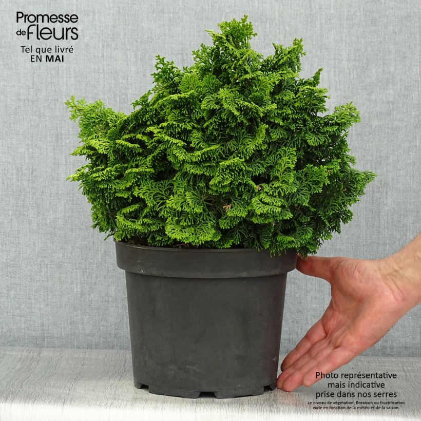 Exemplaar van Chamaecyparis obtusa Kosteri - Hinoki cipres Pot van 4 l/5 l zoals geleverd in de lente