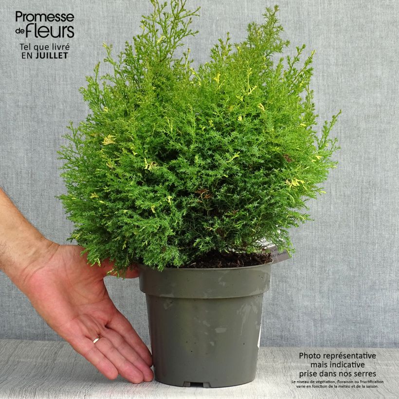 Exemplaar van Chamaecyparis obtusa Saffron Spray - Hinoki cipres Pot van 2 l/3 l zoals geleverd in de zomer