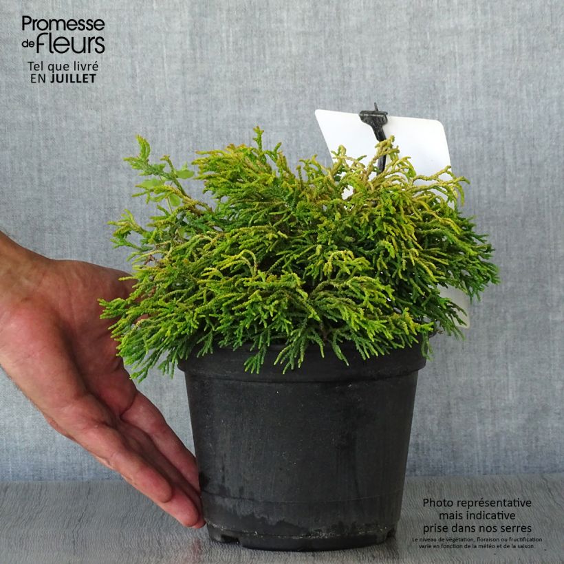 Exemplaar van Chamaecyparis obtusa Tsatsumi Gold - Hinoki cipres Pot van 2 l/3 l zoals geleverd in de zomer