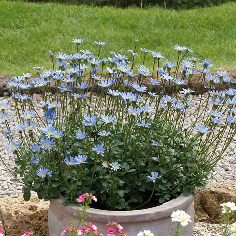 Felicia amelloides Forever Blue - Blauwe margriet (Plant habit)