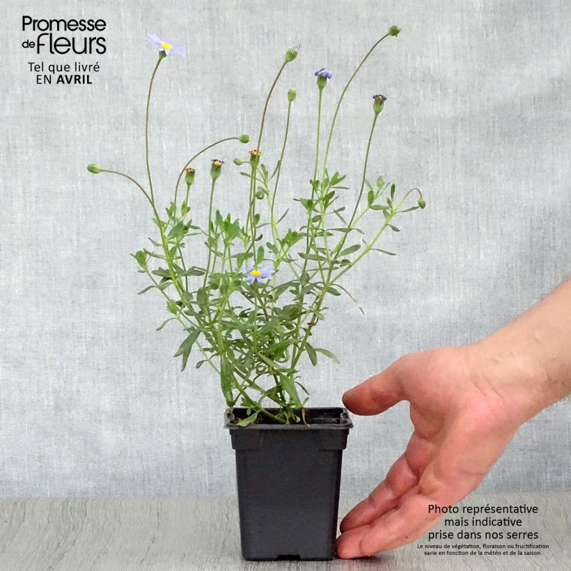 Exemplaar van Felicia amelloides - Blauwe margriet Kweekpotje van 7/8 cm zoals geleverd in de lente