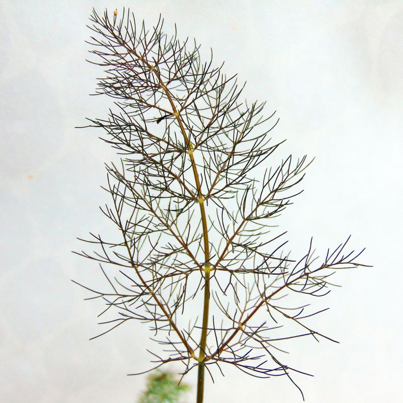 Foeniculum vulgare Giant Bronze - Venkel (Foliage)