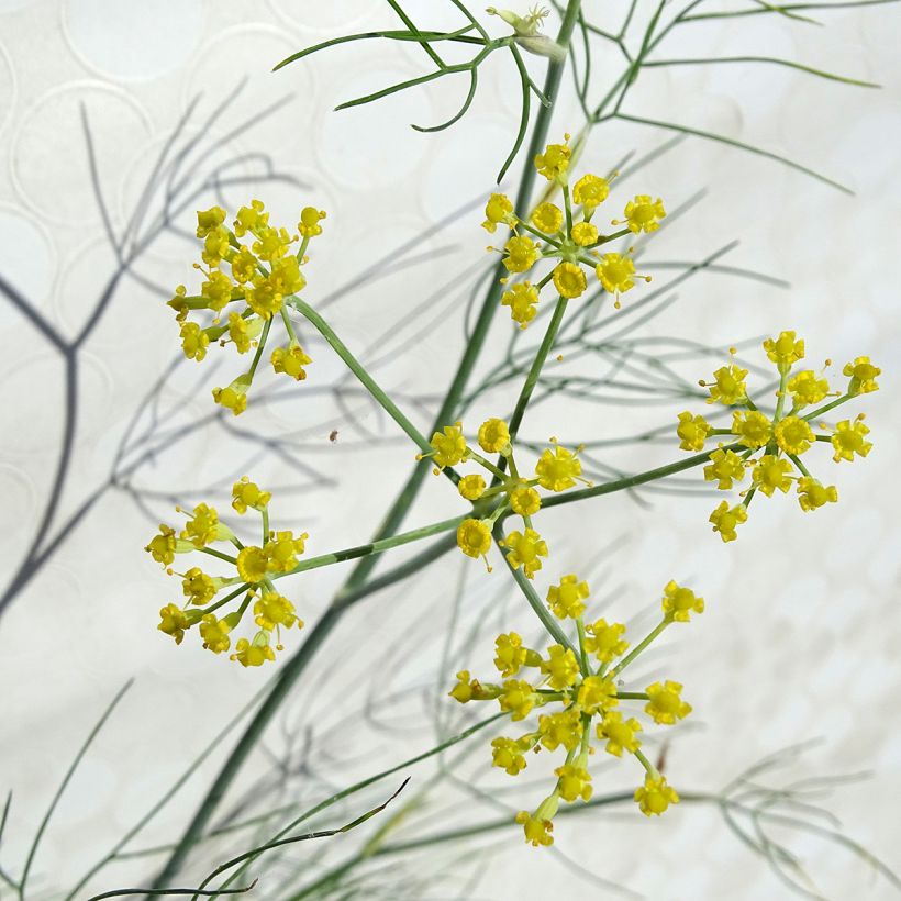 Venkel - Foeniculum vulgare (Flowering)