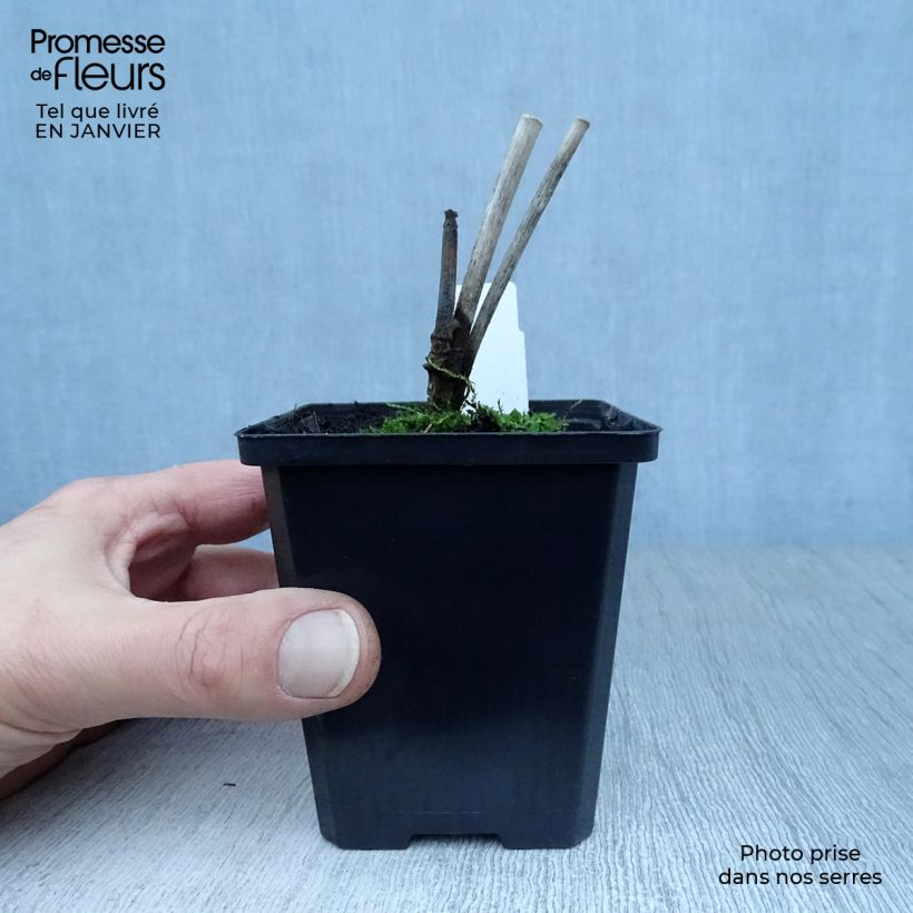 Example of Fenouil - Foeniculum vulgare Kweekpotje van 7/8 cm as you get in hiver