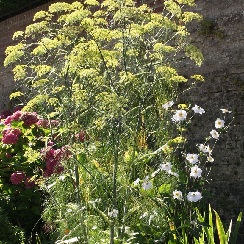 Venkel - Foeniculum vulgare (Groeiplaats)