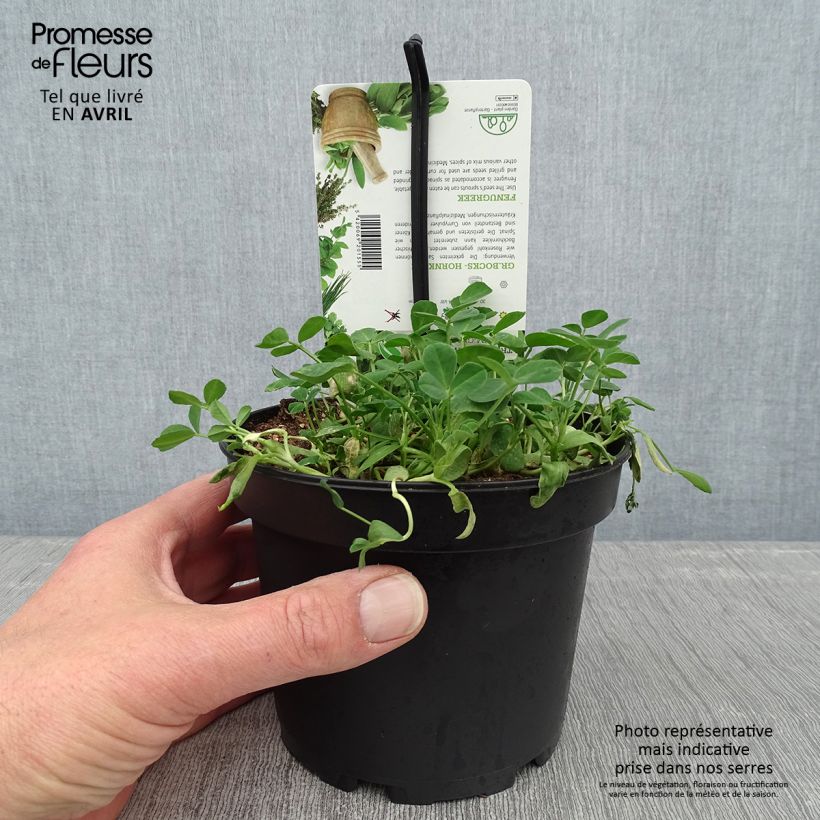 Exemplaar van Fenegriek - Trigonella foenum-graecum (jonge planten) Pot van 1,5 l/2 l zoals geleverd in de lente